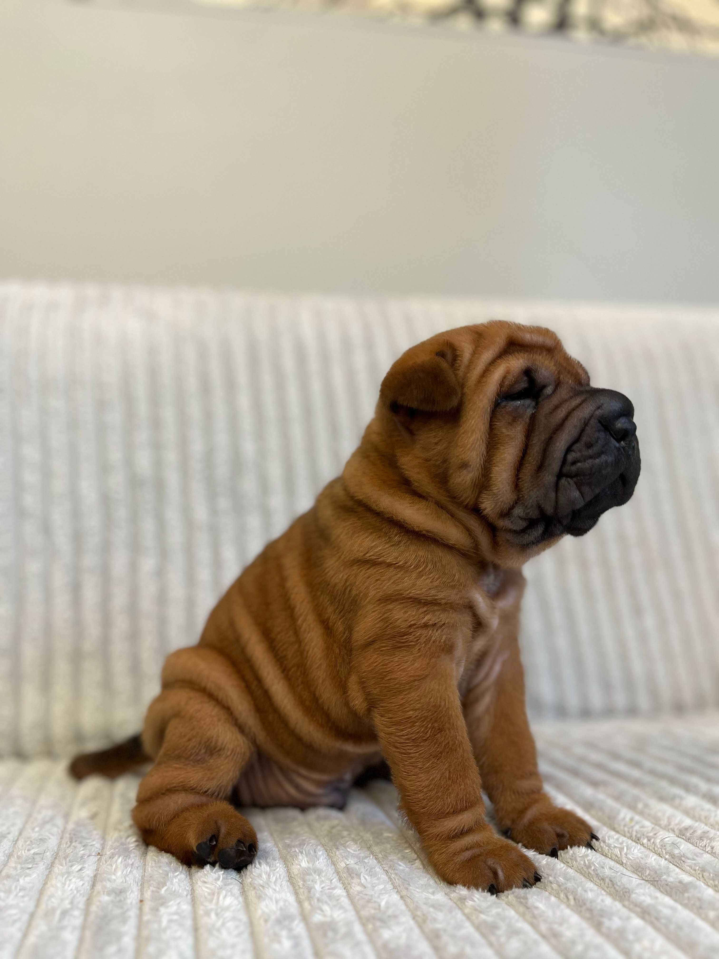 Śliczny piesek SHAR PEI ! Hodowla Fałdowce FCI
