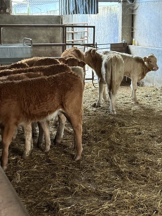 Vitelos e vitelas cruzados de limousine