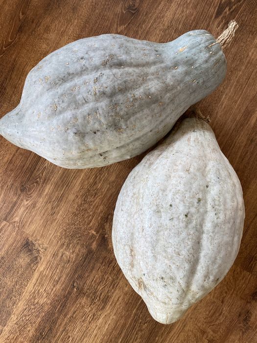 Семена тыкв гарбузів Baby Boo, Tiger Stripes, Sweet Dumpling, Тюрбан