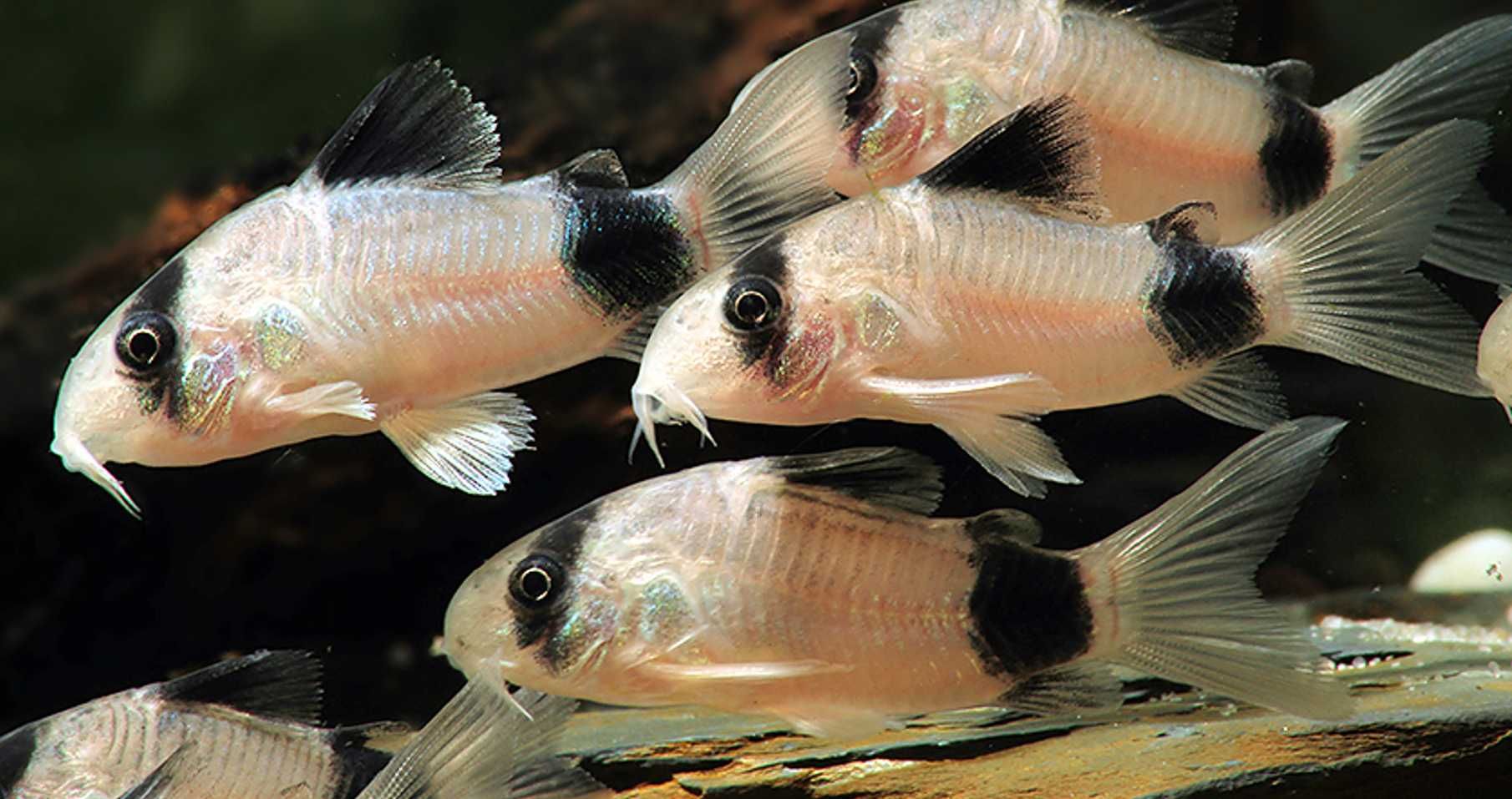 Kirysek panda - Kirys pandowaty - Corydoras panda - dowóz, wysyłka