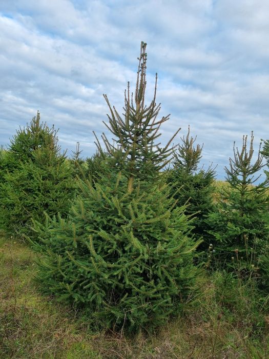 Choinki świerk zwykły , srebrny