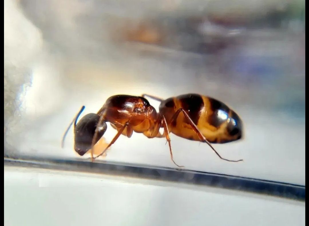 Сamponotus pilicornis