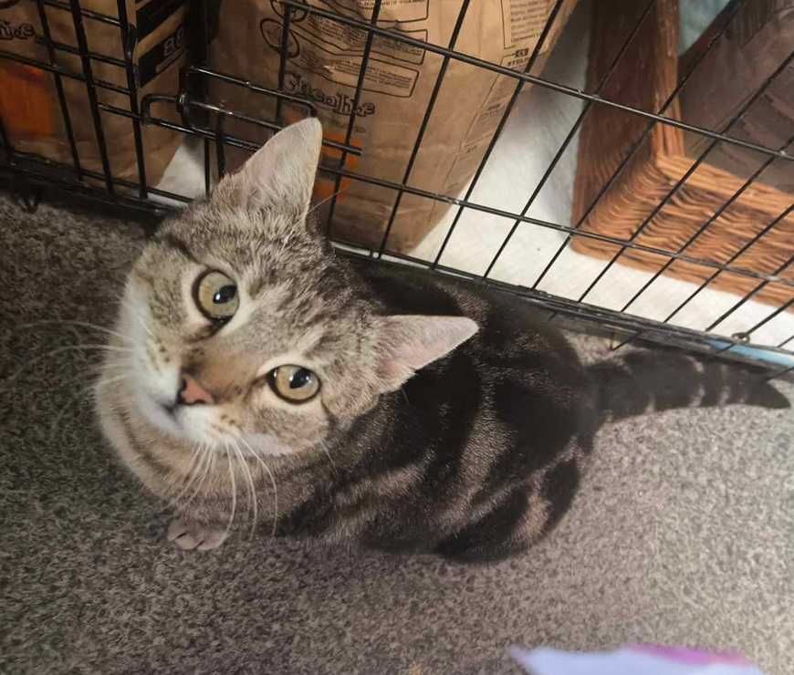 Adopcja: piękna kontaktowa szara kotka z bengalskimi łatami szuka domu