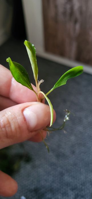17 sztuk Bucephalandra roślina do akwariów