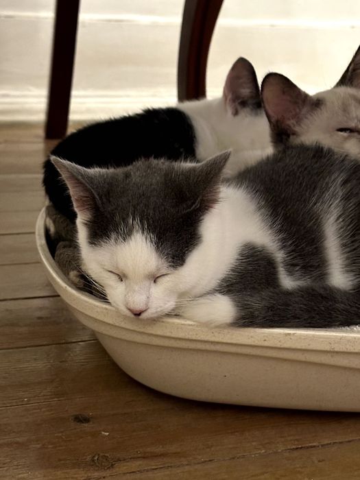 Gatinha fêmea bebé e mãe disponíveis para adoção responsável