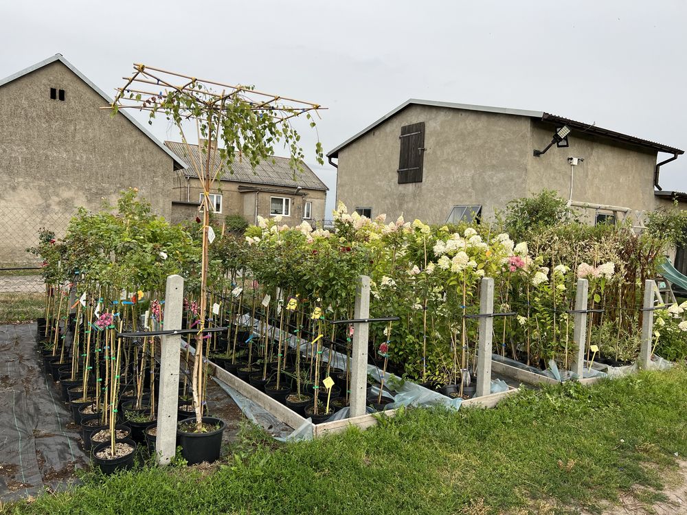 Hortensje bukietowe