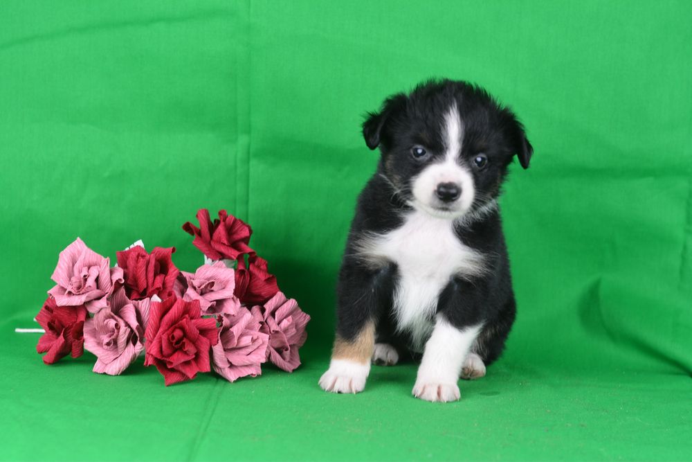 Miniaturowy owczarek amerykański- maleńka suczka