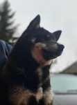 Shiba Inu dorosła suczka po Championach