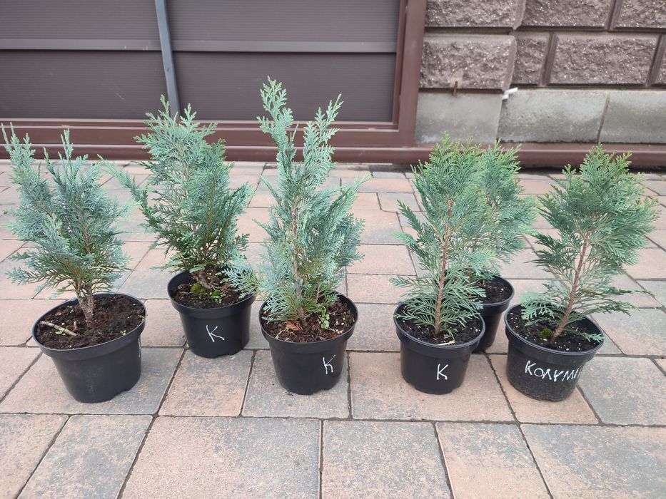 Кипарисовики Алюмі, Колумнаріс, Алюмі голд Рівне