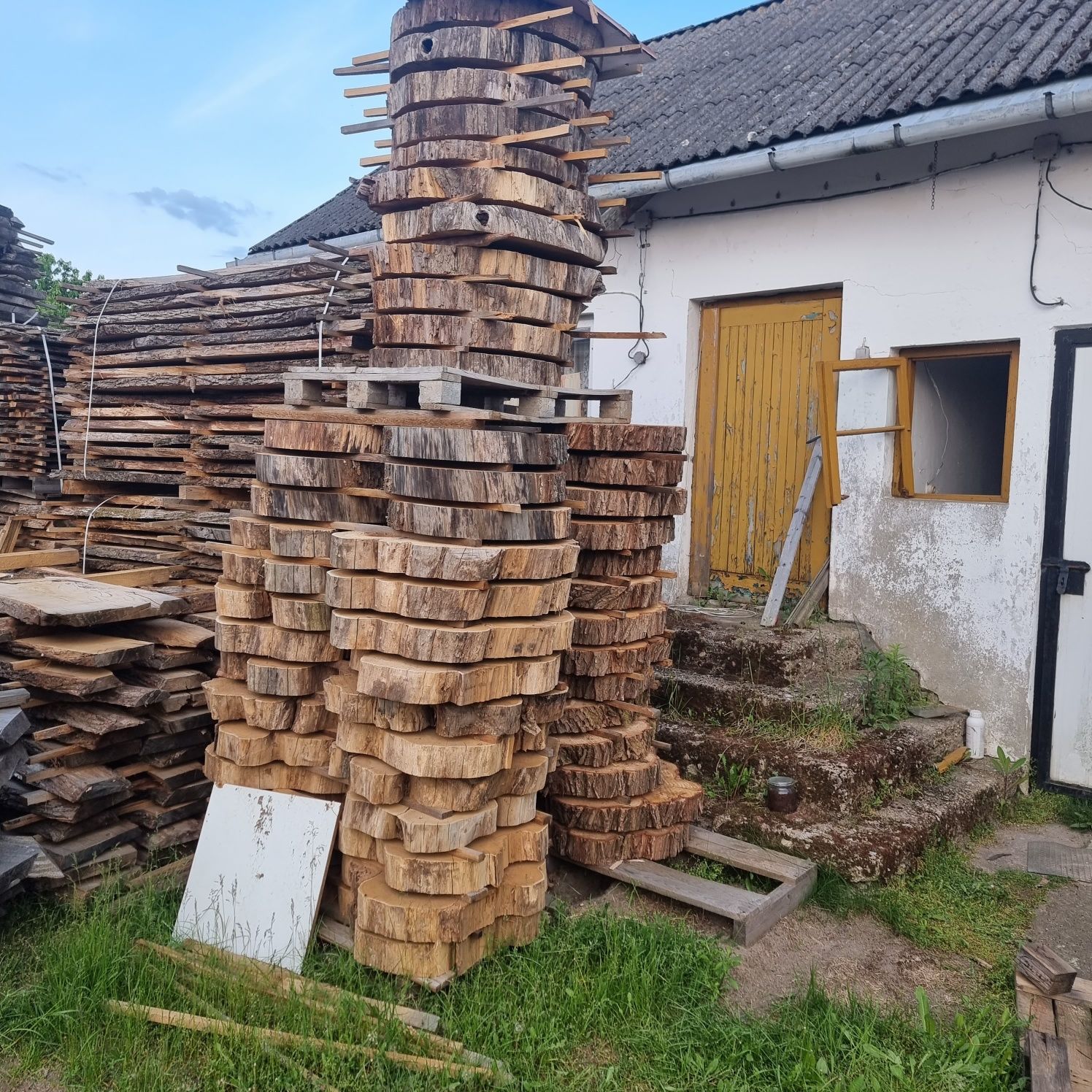 Plastry dąb jesion akacja (robinia) topola