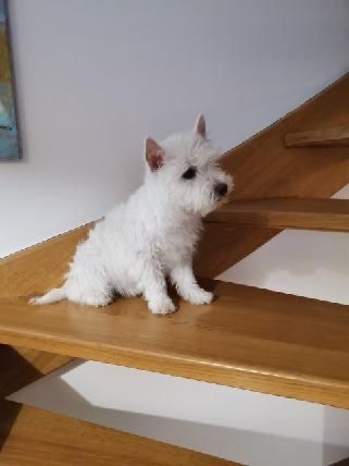 6 miesieczny piesek rasy West highland white terrier