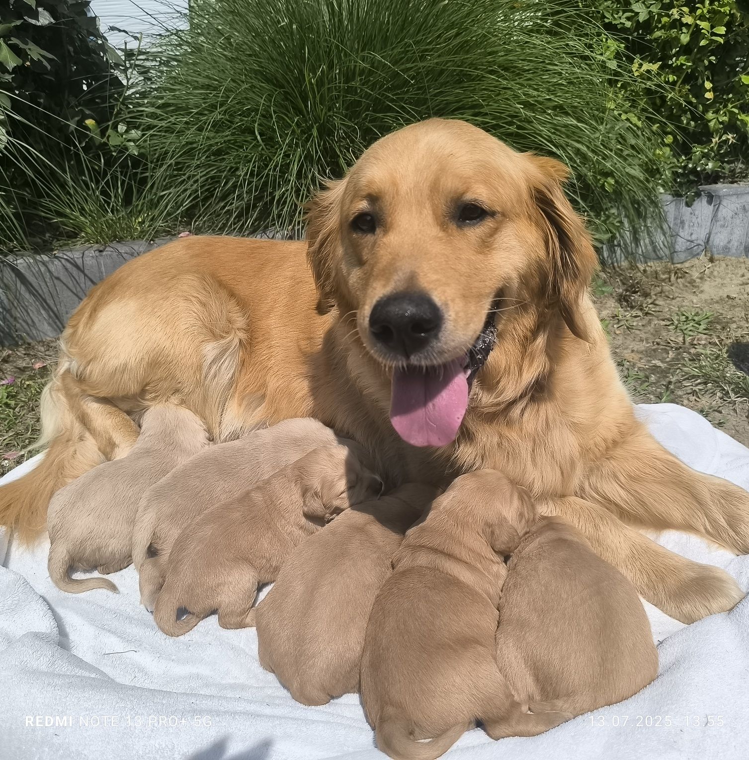 Złoty Chłopczyk Golden Retriever