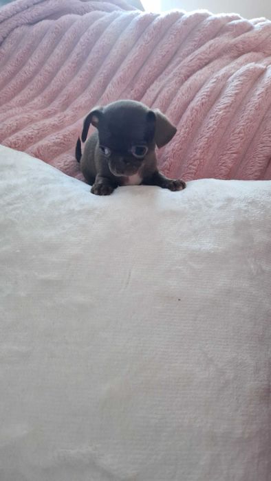 Chihuahua sunia maleńka czekoladka cudowna