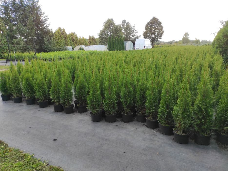 Tuja Thuja szmaragd 120-130cm #Bardzo Ładne# Transport