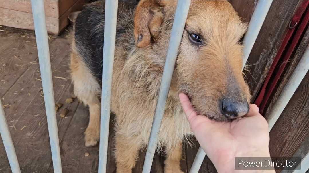 Bity i traktowany jak śmieć a wciaz kocha