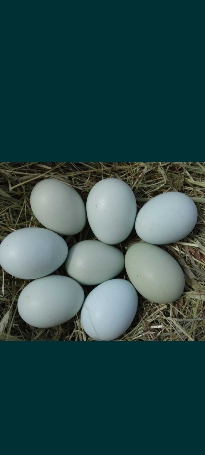 Jaja lęgowe araucan i green Shell