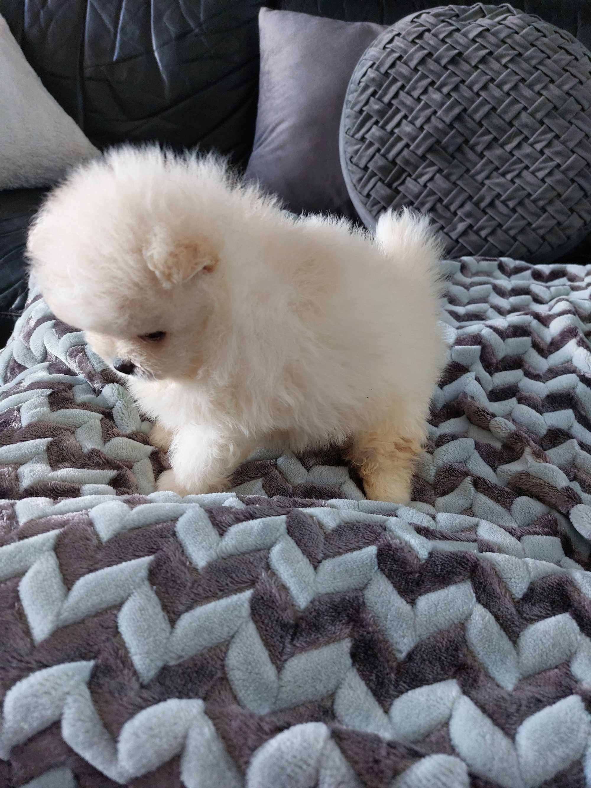 Spitz anão.  Menina Lulu da Pomerânia Lop Russo Mini.