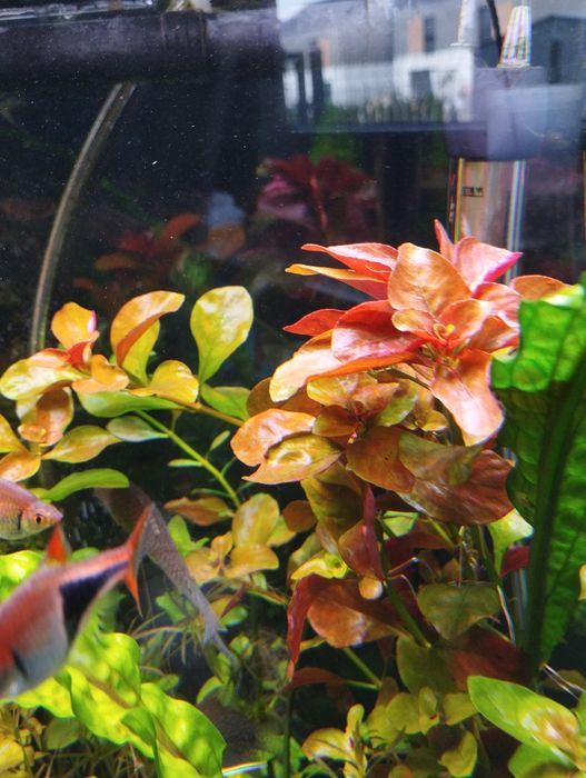Ludwigia repens .