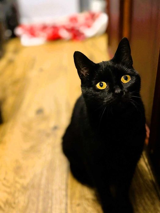 Kotka Sabrina o bursztynowych oczach