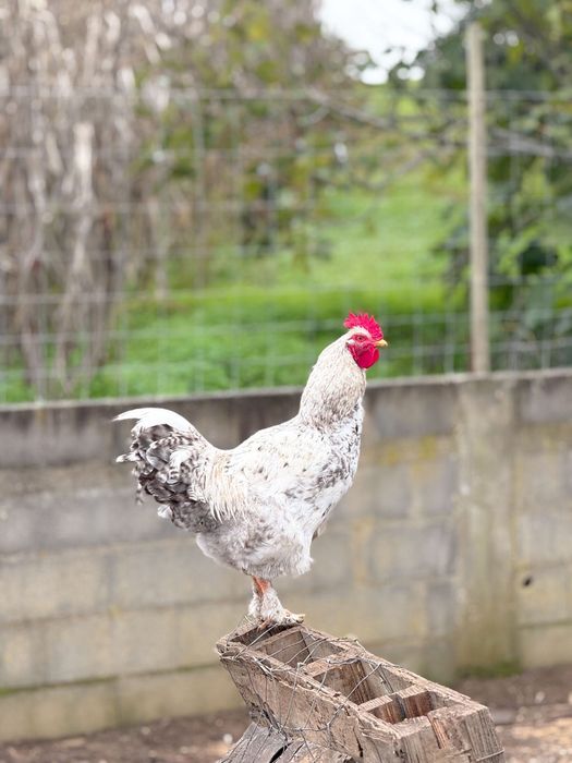 Bonito galo com 7/8 meses!!