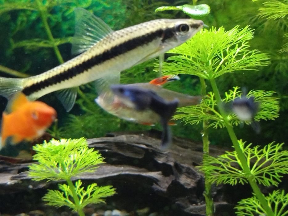 Kosiarka - dorosła ryba