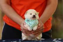 Шиба, шиба-ину, Сиба , сиба-ину, shiba-inu, TOSH