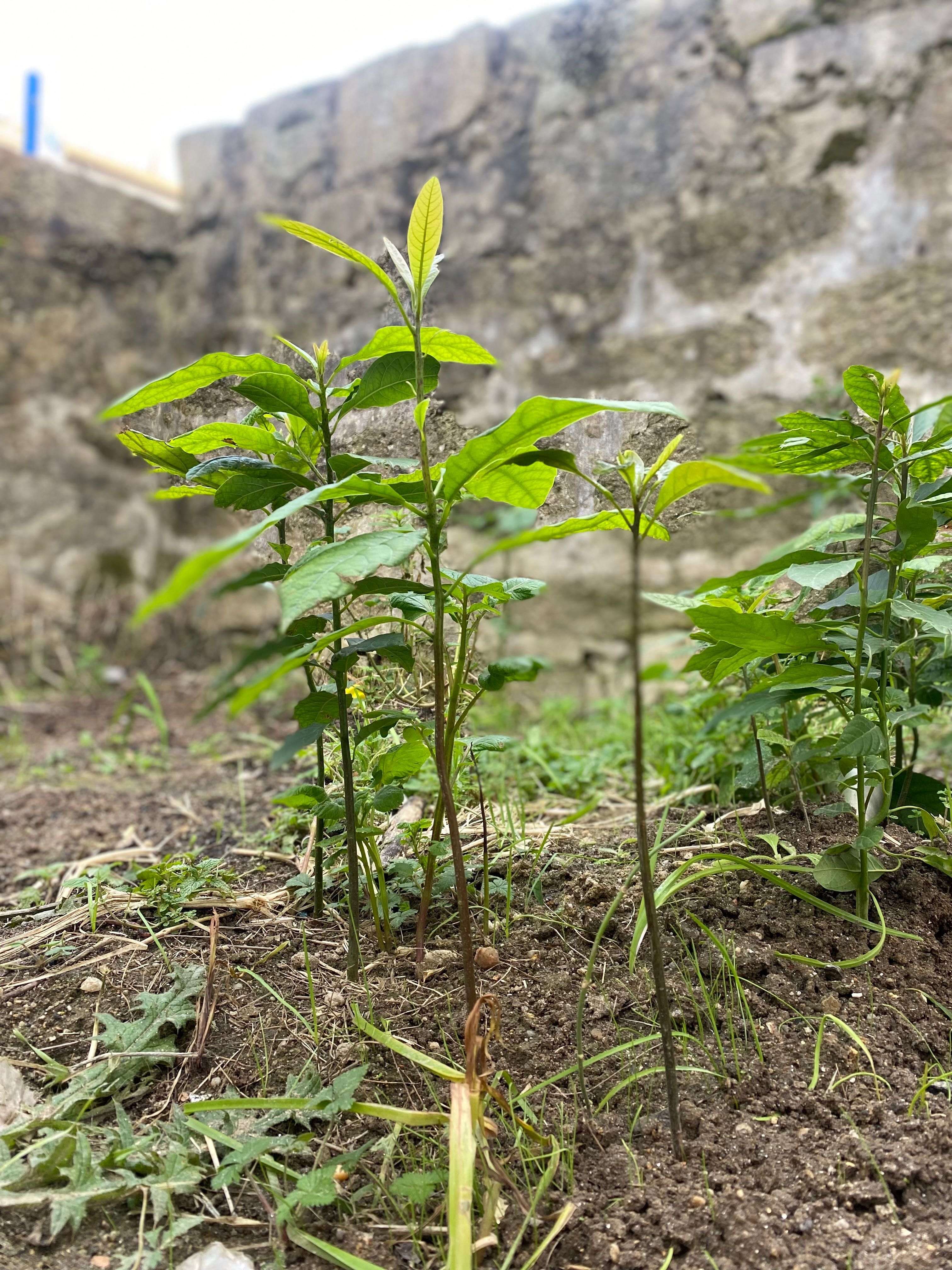 Vendo Abacateiros Organicos