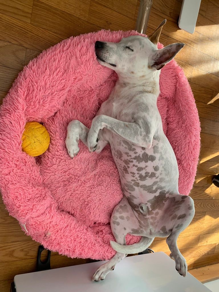 Cão para adoção!