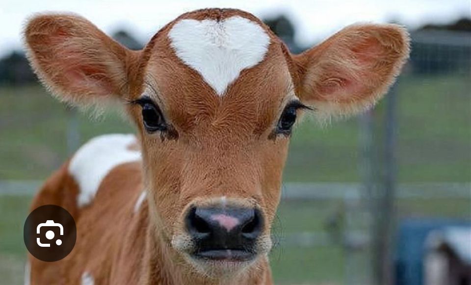 Комбікорм, БМВД для телят, комбикорм