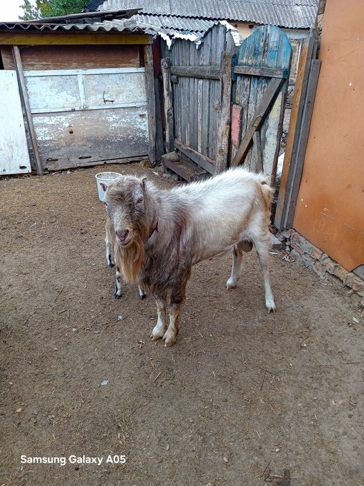 Продам Козлика  Ламанча