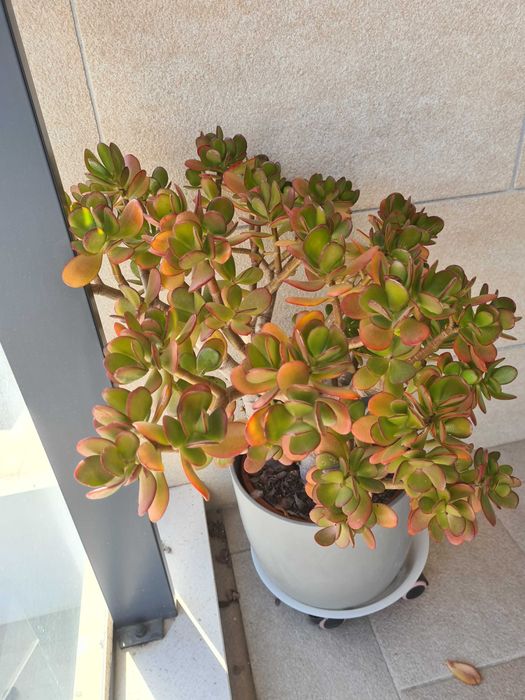 Linda planta em vaso Suculenta e bastante bem desenvolvida.