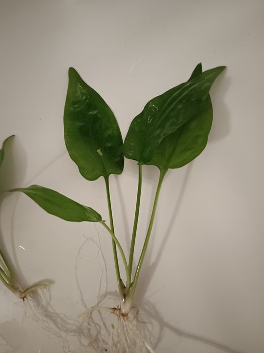 Kryptokoryna pontederiifolia, zwartka