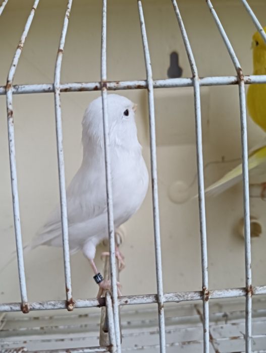 Vendo Canários novos