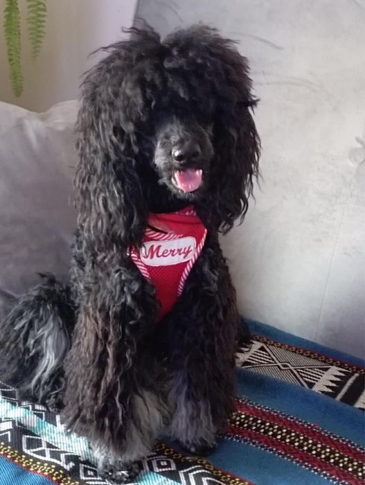 Pudel Miniaturowy piesek Dragon