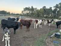 Lote 9 vitelos cruzados machos