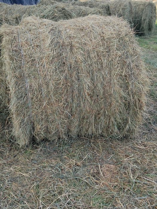 Sprzedam siano suche