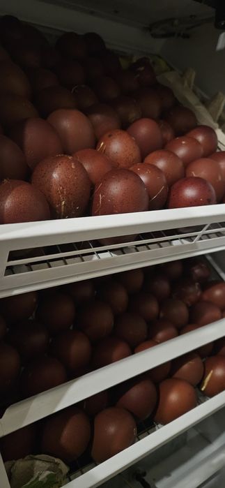 Продам інкубаційний яйце