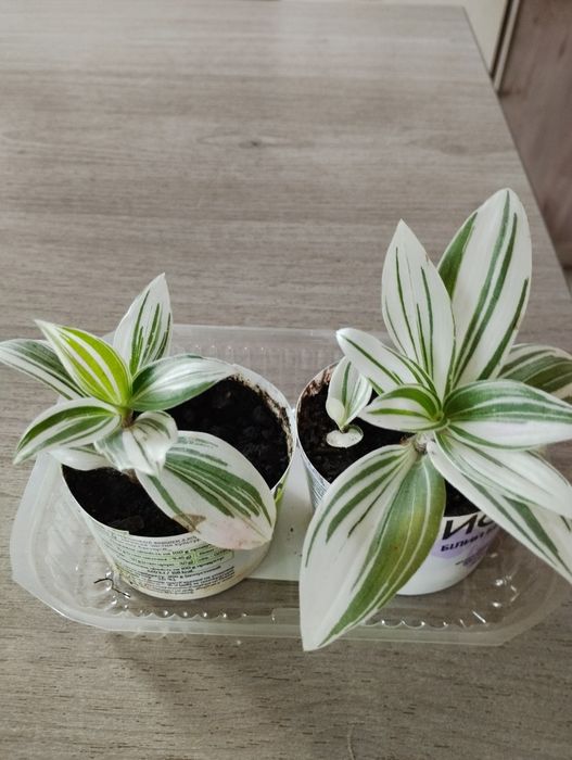 Традісканция білоквіткова