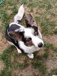 Welsh Corgi Cardigan - dorosła suczka blue merle