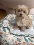 Maltipoo F1b sunia mix maltipoo&pudel toy do odbioru