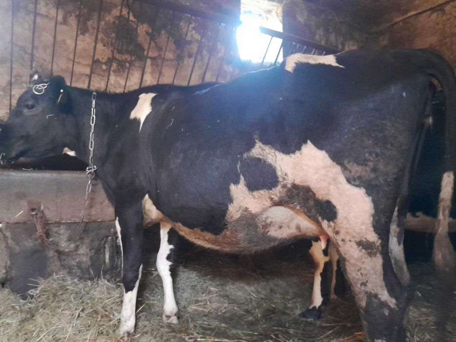 Jałówka wysokocielna HO od rolnika.