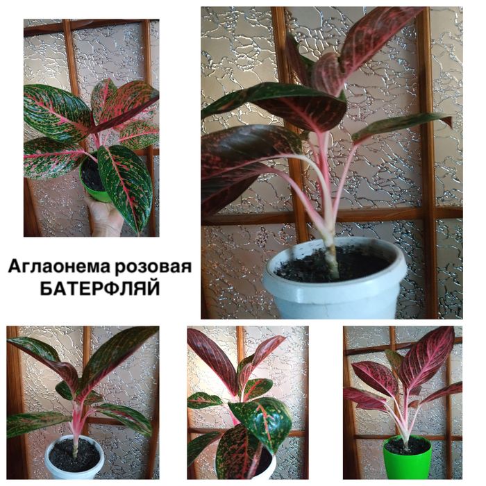 Имп Уайт Наташа  Али  Голд Крит Батерфляй Канари Муншайн Капертон