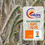 Żyto hybrydowe KWS Igor, Initiator, Fidalgor, materiał siewny