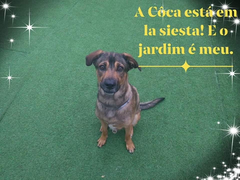 Pedido de adoção de cãozinho
