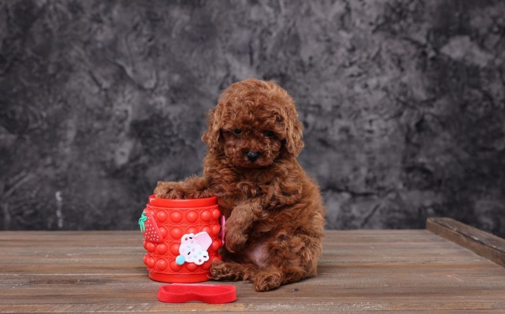 Ekskuzywna Suczka Pudel Toy Red Brown