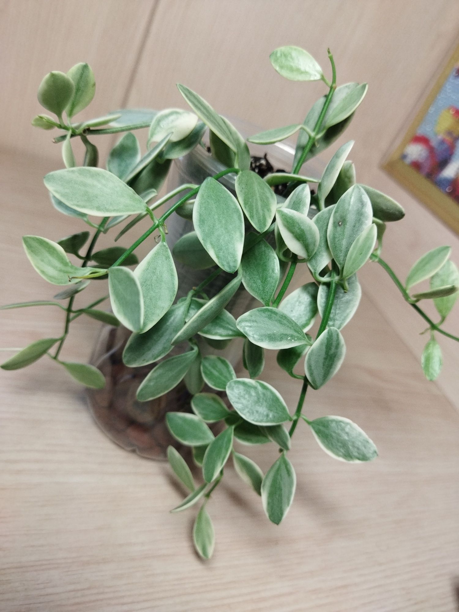 Дисхидия Иоанта вар/Dischidia ioantha variegata