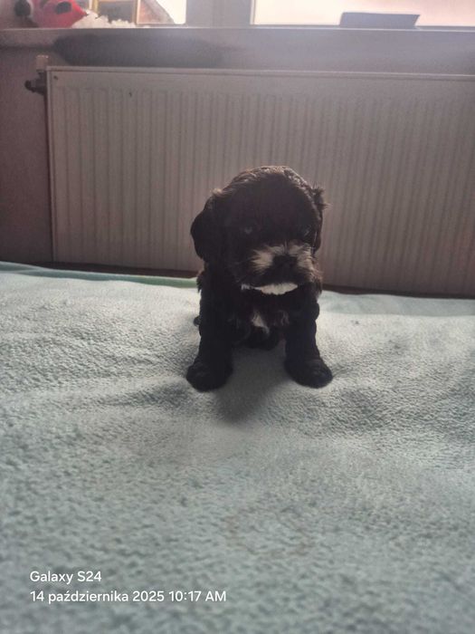 Maltipoo F1 Szczeniak samiec