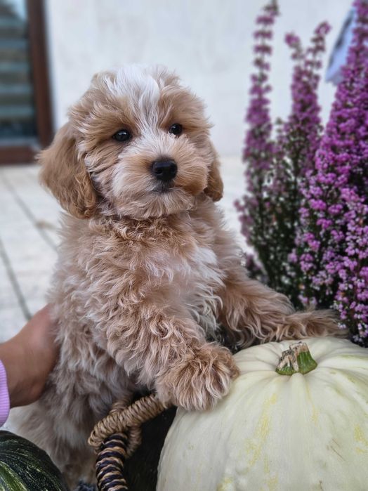 Śliczna suczka Maltipoo