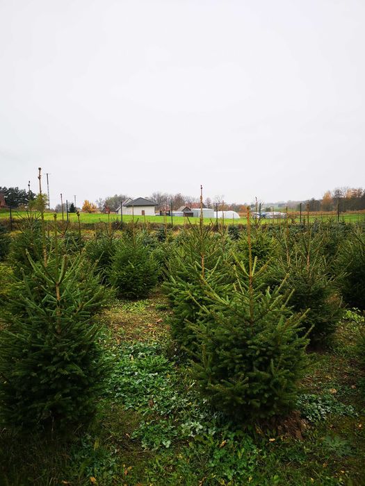 Choinki z własnej plantacji