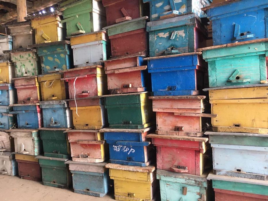 Нуклеуси самовивіз